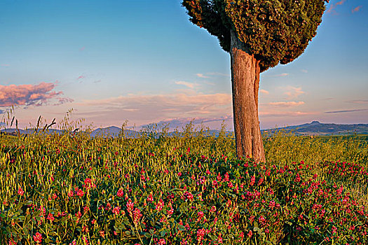 柏树,花,靠近,日落,皮恩扎,托斯卡纳,意大利