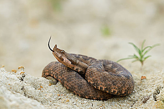 有角,毒蛇,雌性,舌头,区域,保加利亚,欧洲