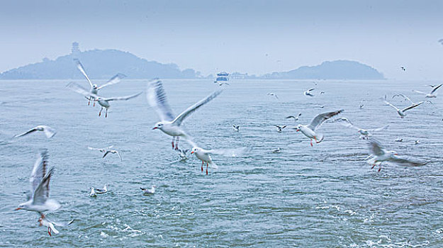 无锡太湖鼋头渚上海鸥飞翔游船窗梭