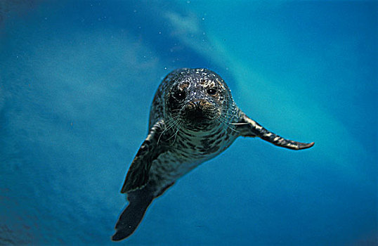 斑海豹,成年,水下,加拿大