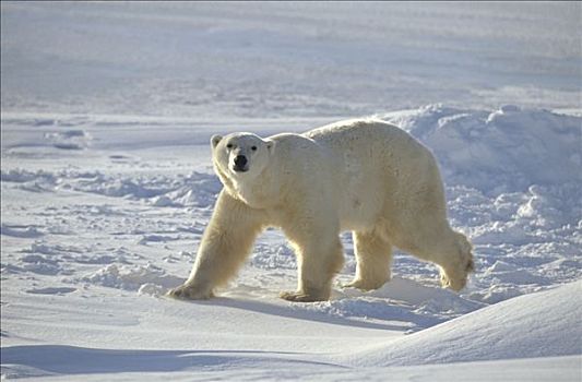 北极熊,靠近,岸边,冰,哈得逊湾,曼尼托巴,加拿大