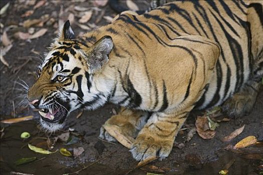 孟加拉虎,虎,17个月,老,幼小,水边,洞,干燥,季节,班德哈维夫国家公园,印度