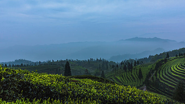 四川宜宾屏山蜿蜒茶山自然风光