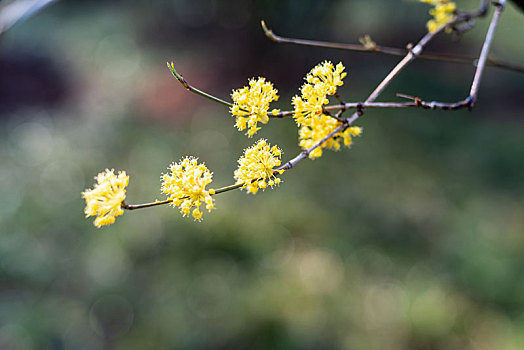 玉兰花及山茱萸花