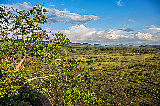 肯尼亚,荒野,全视图,看,东方,山