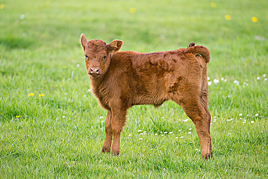 家牛,幼兽,站立,草场,下萨克森,德国,欧洲