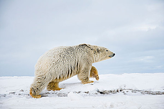 美国,阿拉斯加,北方,斜坡,区域,北极圈,国家野生动植物保护区,北极熊,幼兽,走,冰冻,向上