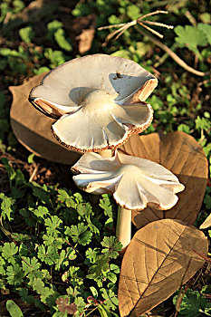 蘑菇,野生蘑菇