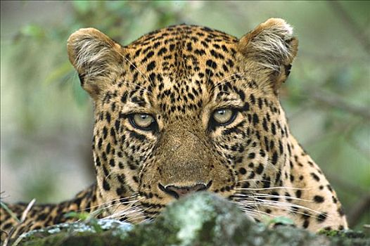 豹,大,猎捕,吞吃,杀,马赛马拉国家保护区,肯尼亚,非洲