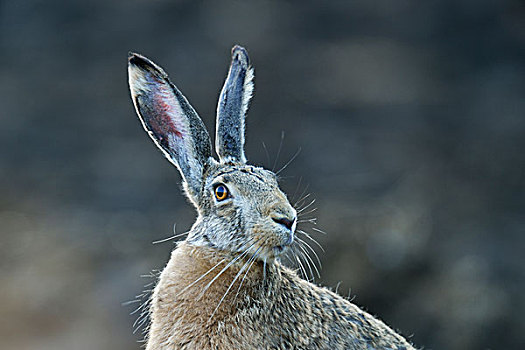 欧洲野兔,棕兔,头像,布尔根兰,奥地利,欧洲
