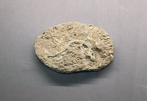 鹦鹉嘴龙化石标本