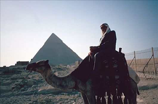 骆驼,金字塔,吉萨金字塔,埃及,艺术家
