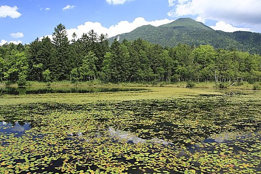 湿地,山,阿寒国家公园