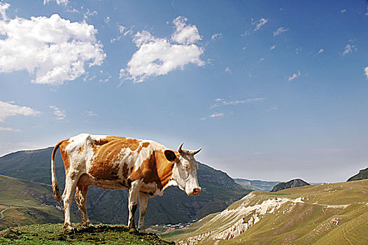 褐色,母牛,山,夏天