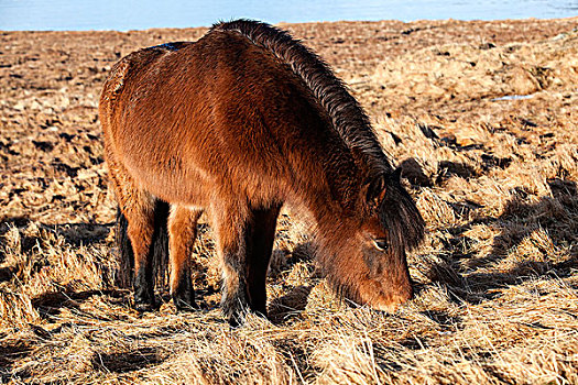 褐色,冰岛马,草地