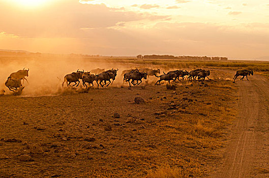 肯尼亚,安伯塞利国家公园,角马,灰尘,日落