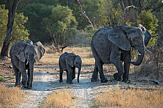 大象,幼小,走,小路,大幅,尺寸