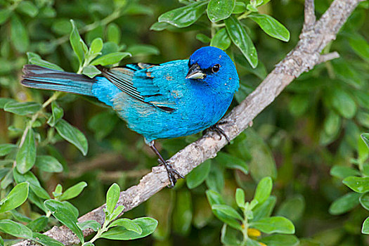 靛蓝,颊白鸟,雄性,迁徙,德克萨斯,美国