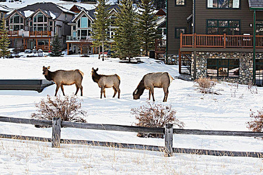 麋鹿,牧群,高山,乡村,艾伯塔省,加拿大