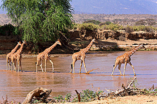 网纹长颈鹿,穿过,河,萨布鲁国家公园,肯尼亚,非洲