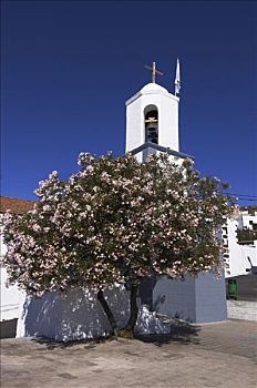 西班牙,加纳利群岛,教堂,树,开花