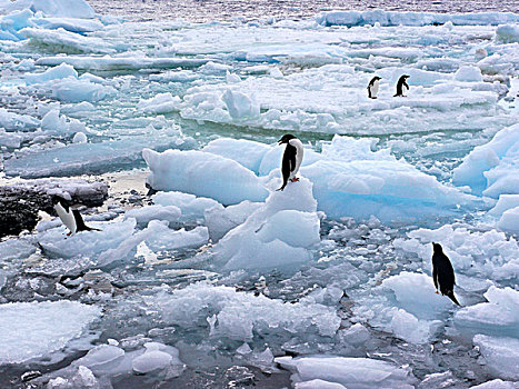 阿德利企鹅,浮冰,保利特岛,南极