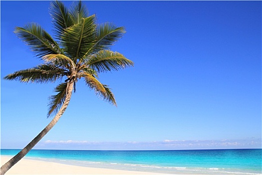 加勒比,椰树,树,海洋