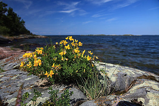 黄花,岩石,岸边