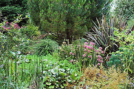 园池,植被,花,布列塔尼半岛,法国