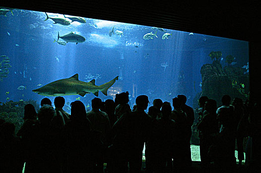 鲨鱼,游人,访客,海水,鱼缸,水族箱,里斯本,葡萄牙