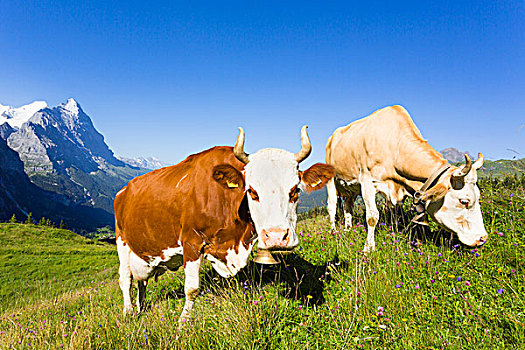 高山,母牛,正面,攀升,艾格尔峰,伯尔尼阿尔卑斯山,瑞士
