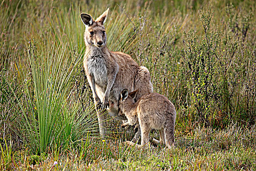 大灰袋鼠,女性,幼兽,威尔逊-普勒蒙特利国家公园,维多利亚,澳大利亚,大洋洲