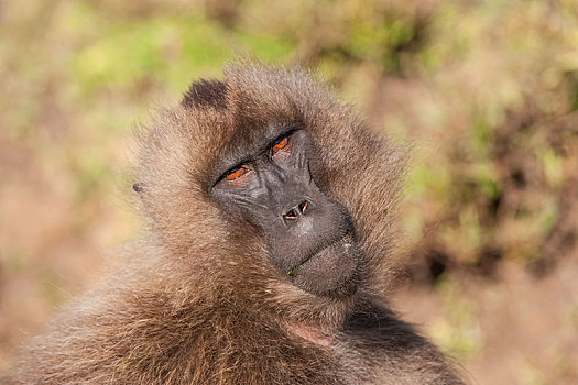 狮尾狒,塞米恩国家公园,阿姆哈拉族,区域,埃塞俄比亚,非洲