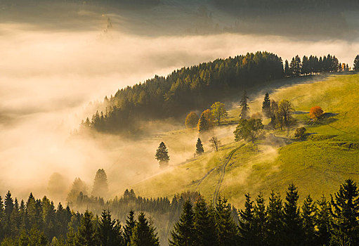 雾,秋天,高山牧场,施蒂里亚,奥地利,欧洲