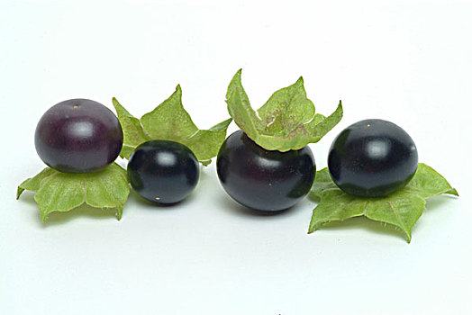 亲和,西红柿,黑色,浆果