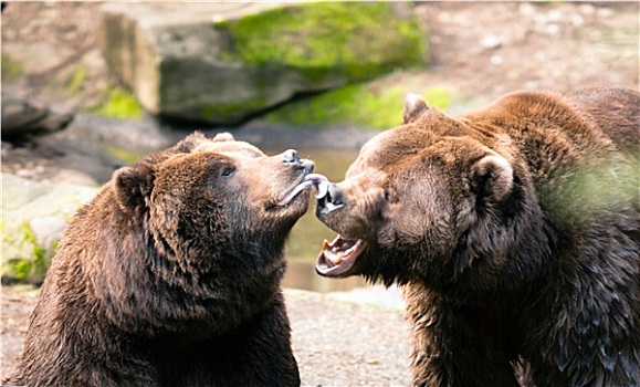 两个,褐色,大灰熊,玩,北美洲,动物,野生动物