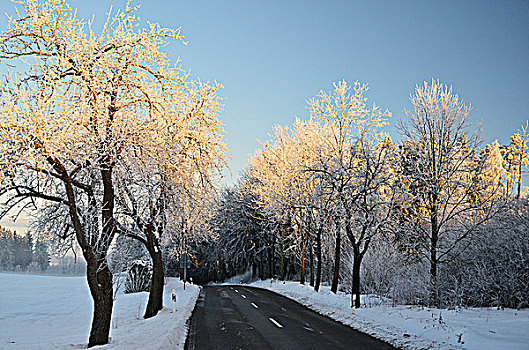 道路,冬季风景,靠近,黑森林,巴登符腾堡,德国