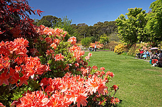 杜鹃花,植物园,南岛,新西兰