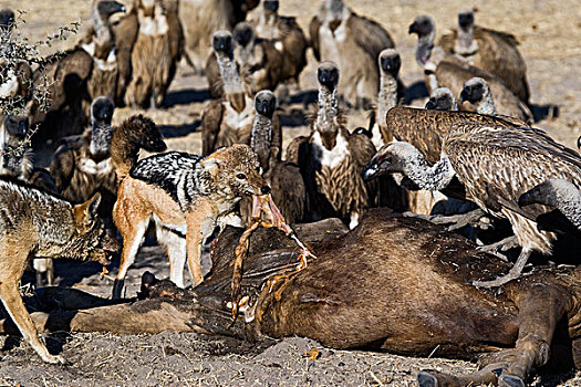 黑背狐狼,黑背豺,蓝角马,角马,围绕,白背兀鹫,白背秃鹫,马卡迪卡迪盐沼,博茨瓦纳
