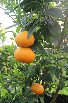 柑橘园,采摘