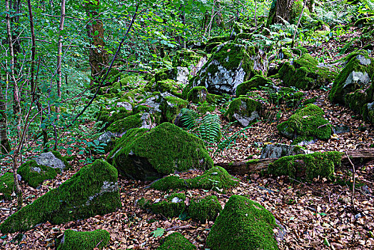 大,石头,神圣,山,生物保护区,黑森州,德国