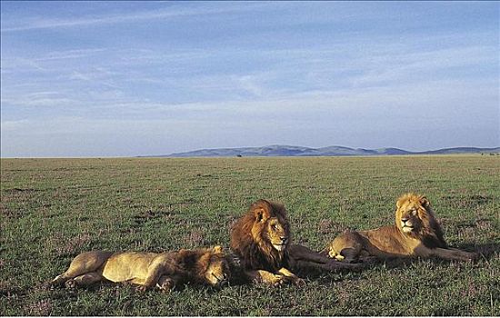 三个,狮子,早晨,亮光,猫科动物,哺乳动物,马赛马拉,肯尼亚,非洲,动物