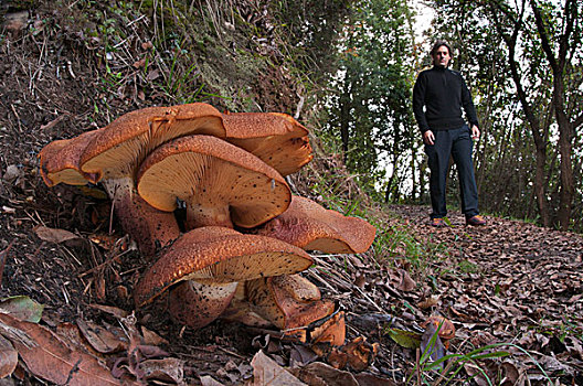 蘑菇,群体,树林,一个,男人,波托菲诺,公园,热那亚,意大利,欧洲
