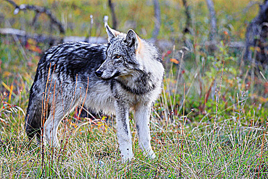 野生,灰狼,狼,幼仔,班芙国家公园,艾伯塔省,加拿大