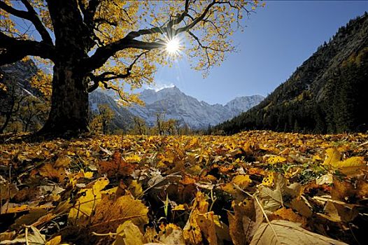 大槭树,秋天,叶子,逆光,正面,雪山,英国,奥地利,欧洲