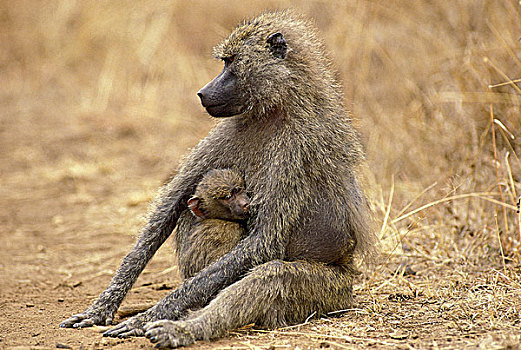 东非狒狒,幼兽,吸吮,马赛马拉,公园,肯尼亚