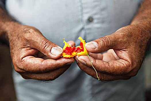 男人,手,拿着,水果,苦瓜,省,尼加拉瓜,北美