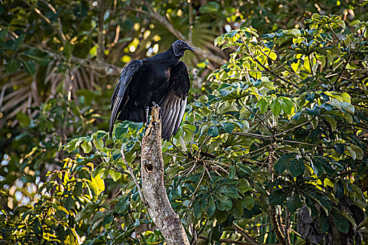 黑美洲鹫,坐在树上,潘塔纳尔,南马托格罗索州,巴西,南美