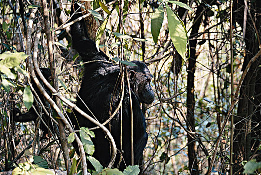 坦桑尼亚,冈贝河国家公园,雌性,黑猩猩,隐藏,藤,植物,大幅,尺寸