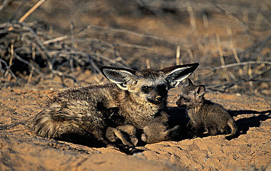大耳狐,成年,女性,幼兽,卡拉哈迪大羚羊国家公园,卡拉哈里沙漠,南非,非洲